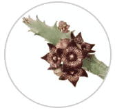 Caralluma